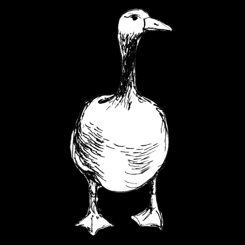 Beau canard