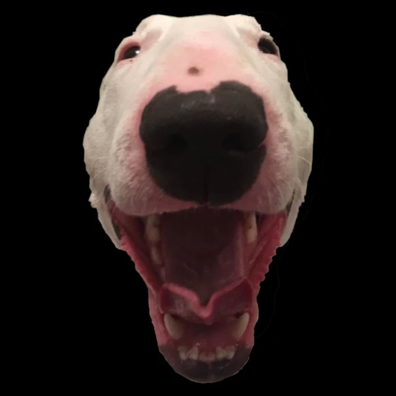 Happy Walter dog Meme Geschenkidee