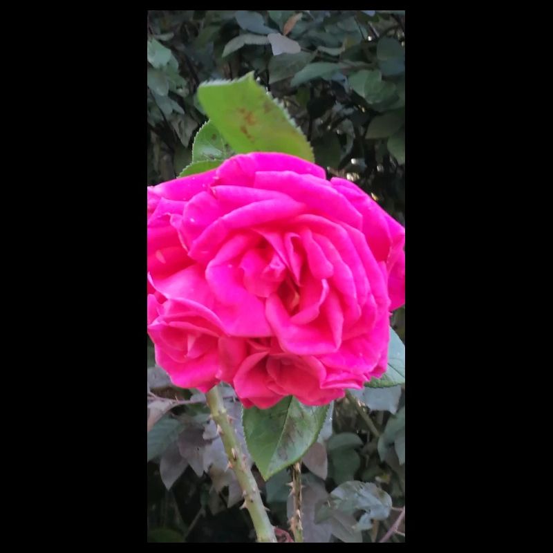 Une rose