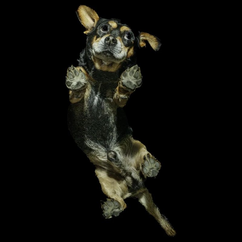 Underdog