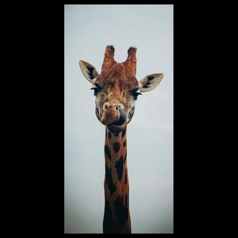 Funny Giraffe