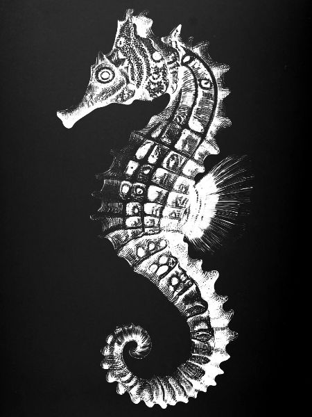 Silhouette de l’hippocampe nautique