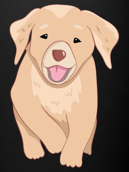 Chien d’or retriever