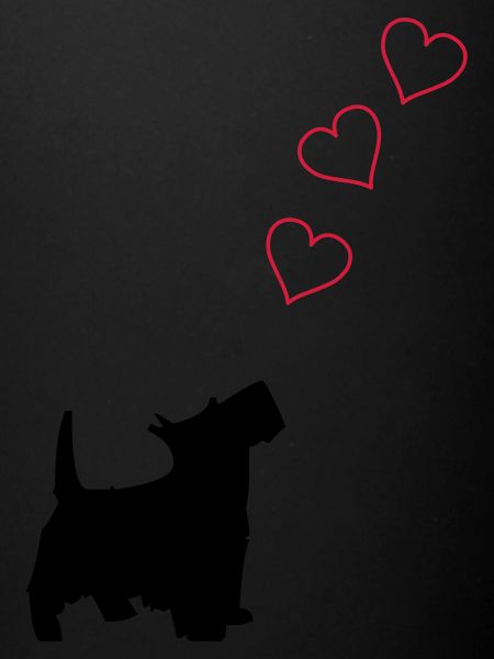 petit chien