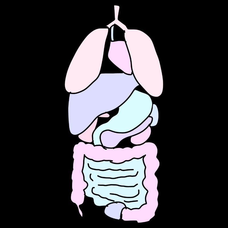Anatomie Organe Medizin