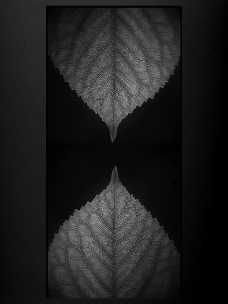 Inverted Leaves