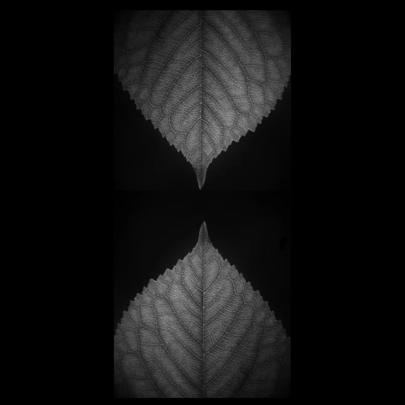 Inverted Leaves