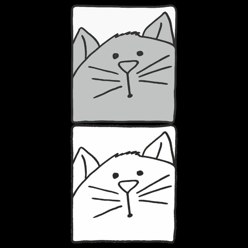 Cat Grey and White