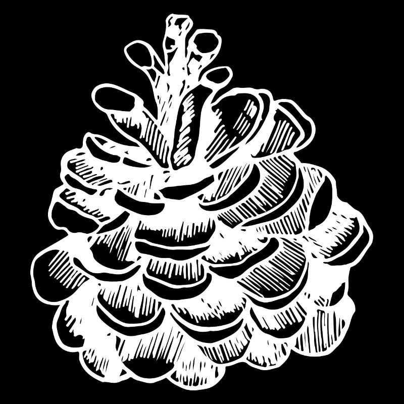 Fir cone