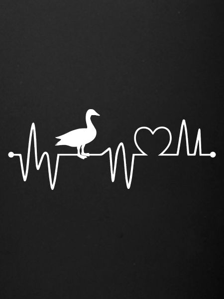 Ducks