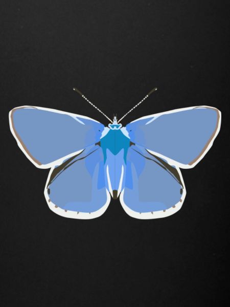 Papillons : Le bleu commun