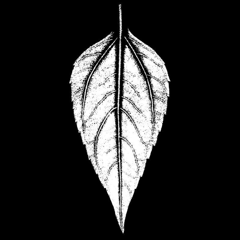 Leaf Jerusalem artichoke - WHITE