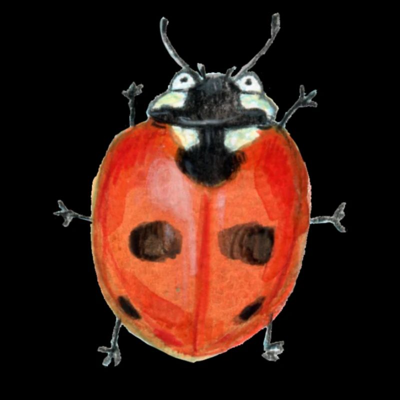 Coccinelle à cinq points
