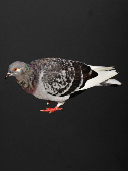 pigeon