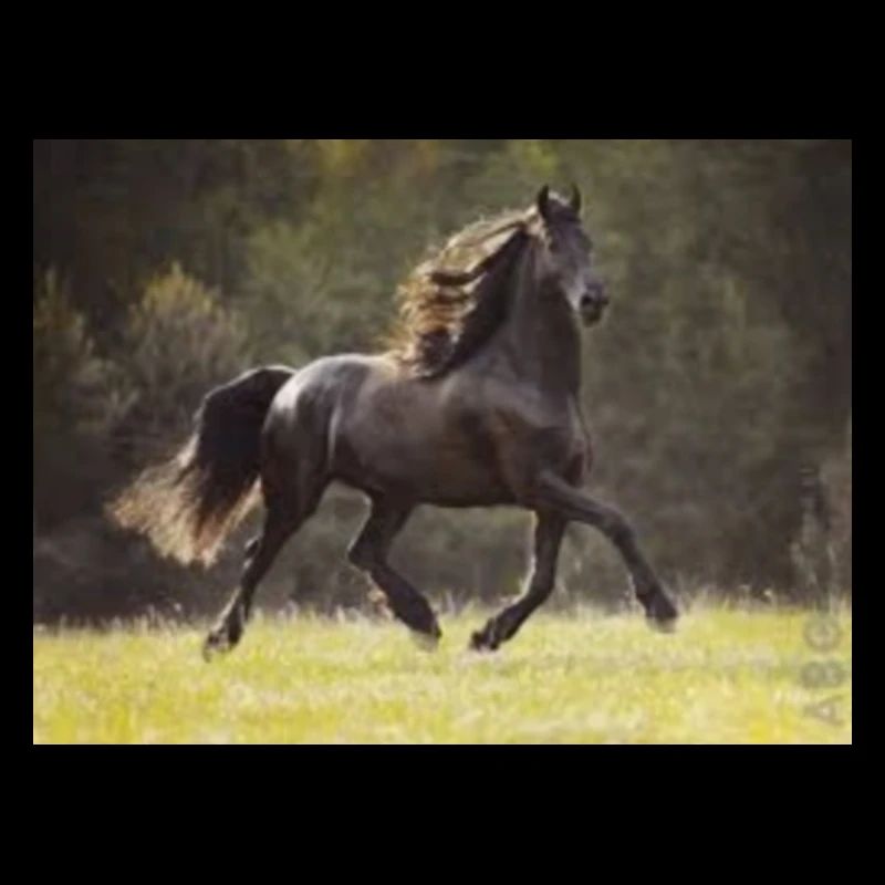 Autocollant de cheval
