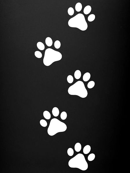 Dog paws