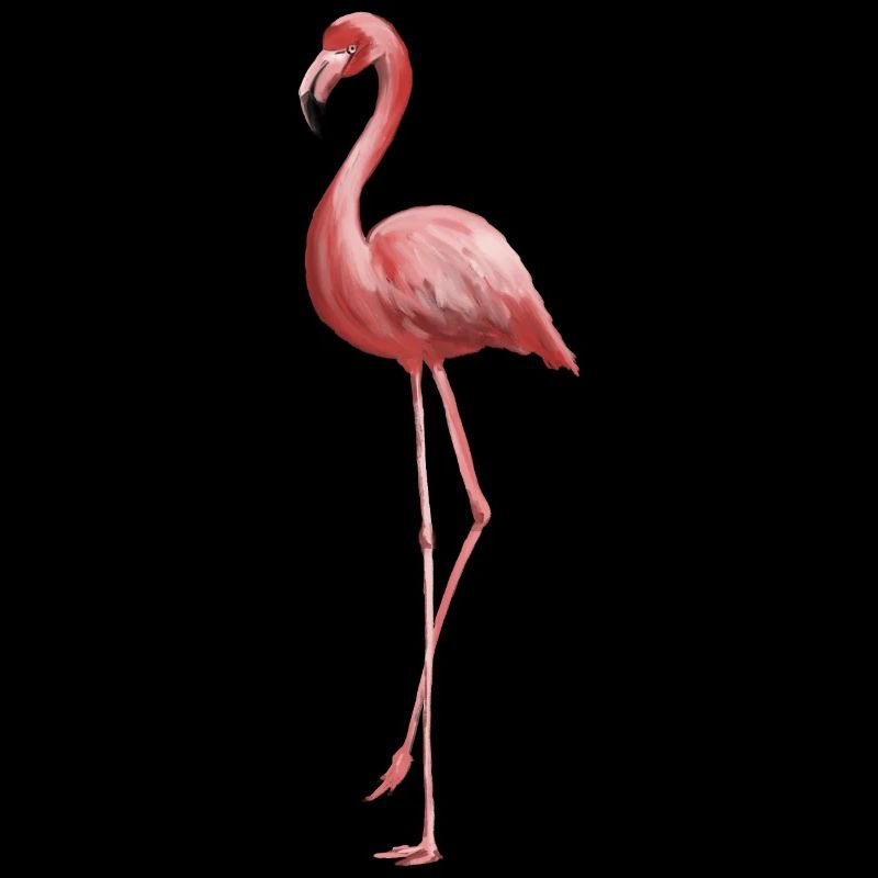 Flamant rose gracieux