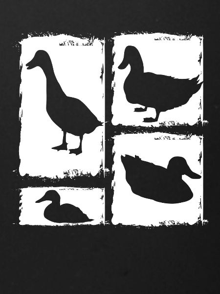 Canards