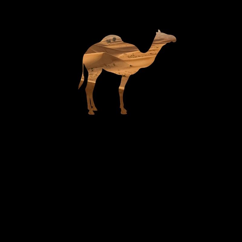 Dromedar Kamel Silhouette Wüste