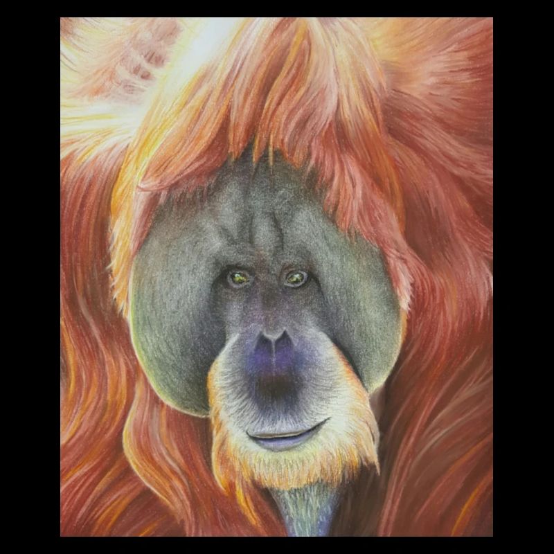 Orangutan