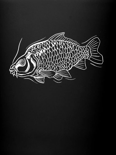 Carpe pêcheur