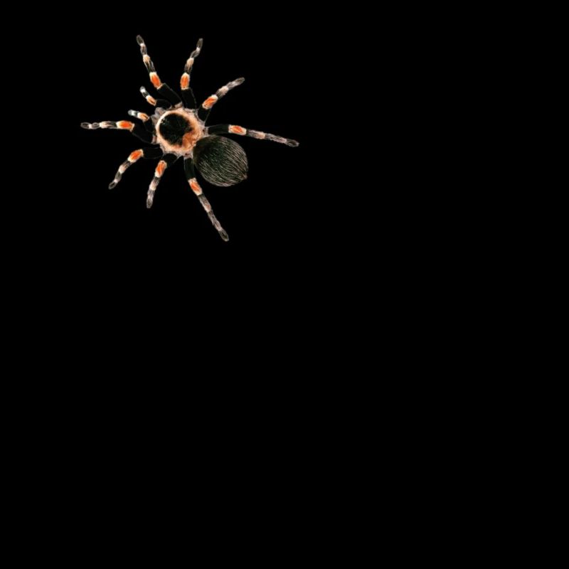 Vogelspinne brachypelma smithi