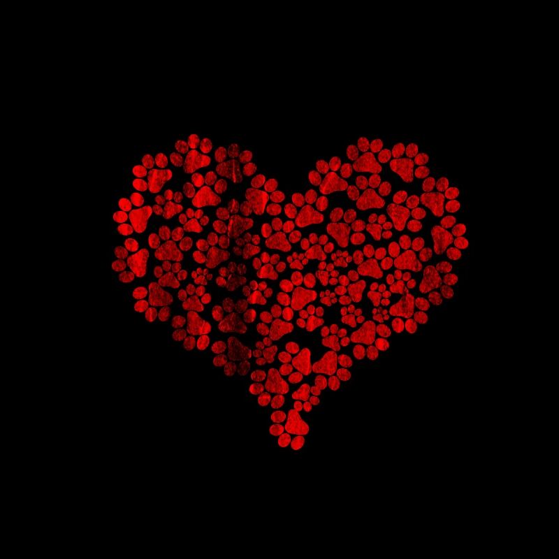 Coeur de chien