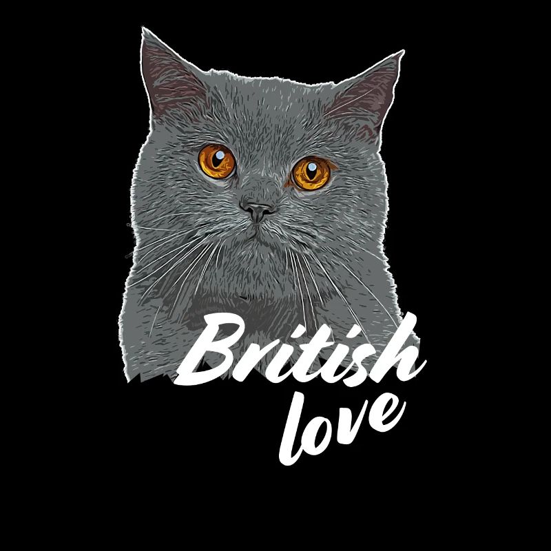 BKH Britisch Kurzhaar Britische Kurzhaar Katze