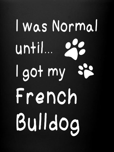 French bulldog