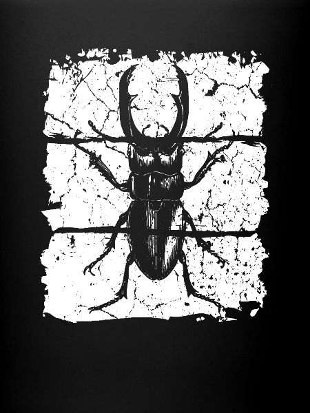 Insecte cerf-volant