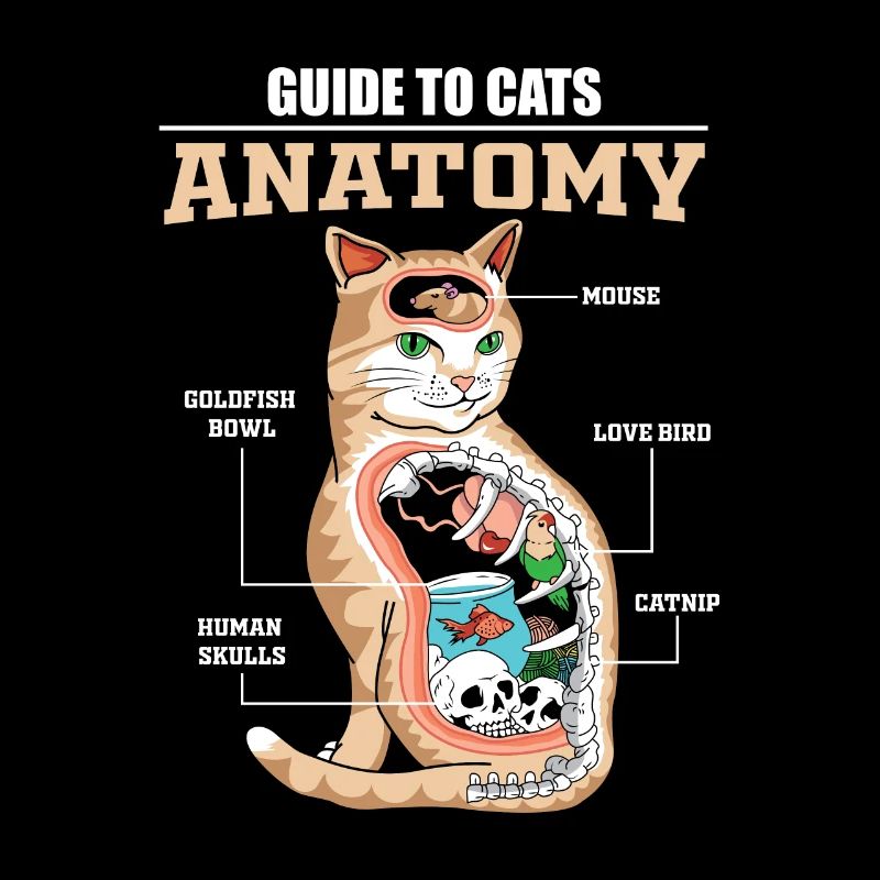 Chat anatomie minou chaton animal domestique chat