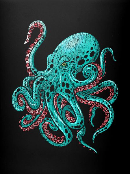 Octopus octopus