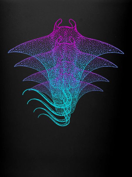 Manta Ray