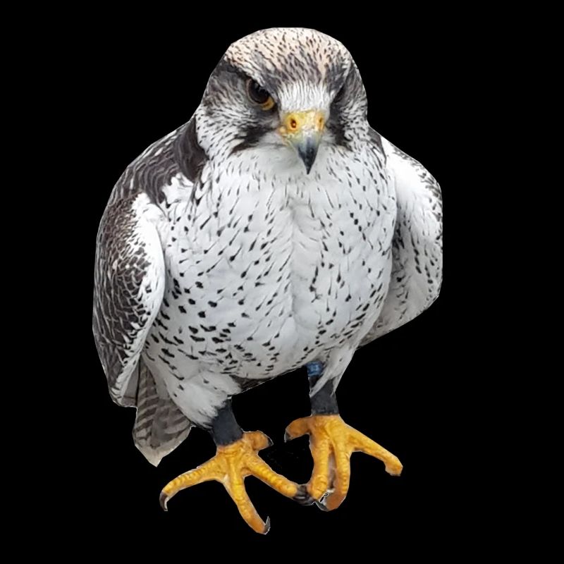 Oiseaux oiseaux de proie Griffes