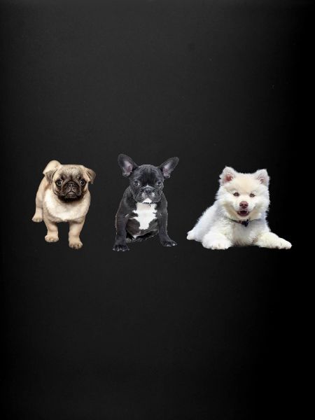 Chiot carlin
