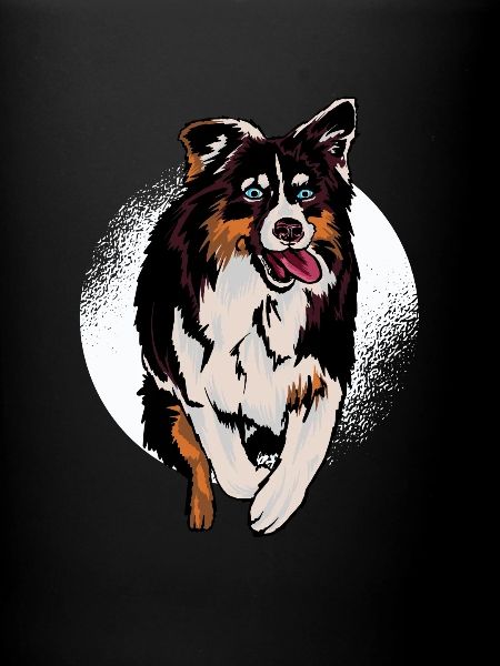 Aussi Australian Shepherd