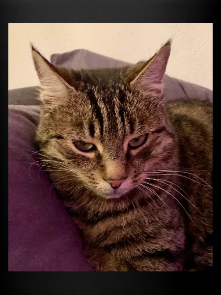 Le chat en colère