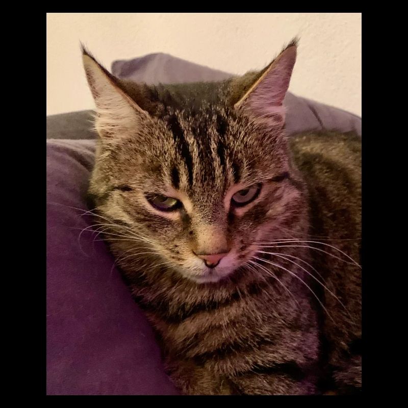 The angry cat