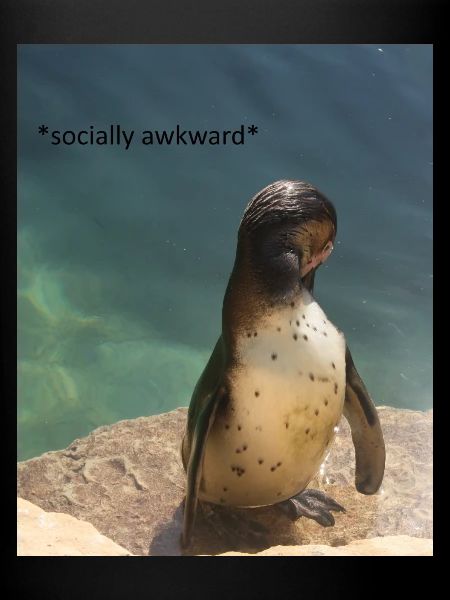 socially awkward
