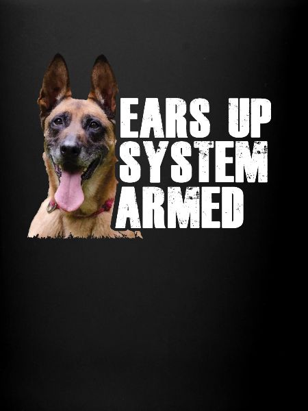 Belgisk hyrdehund I Mechelaar I Malinois