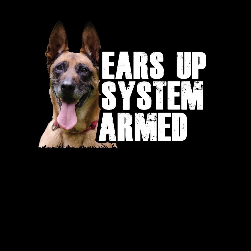 Owczarek belgijski I Mechelaar I Malinois