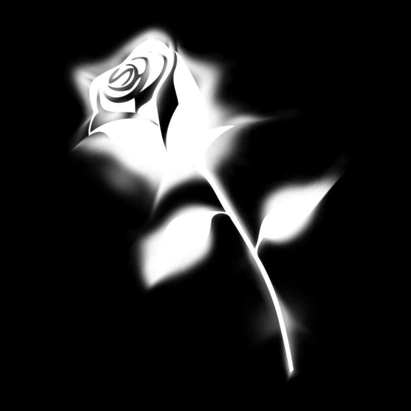 white rose