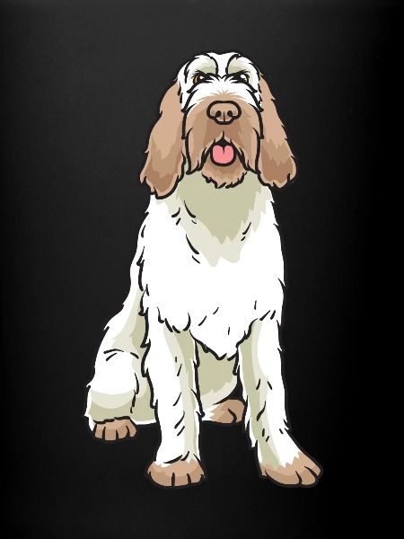 Spinone Italiano Chien