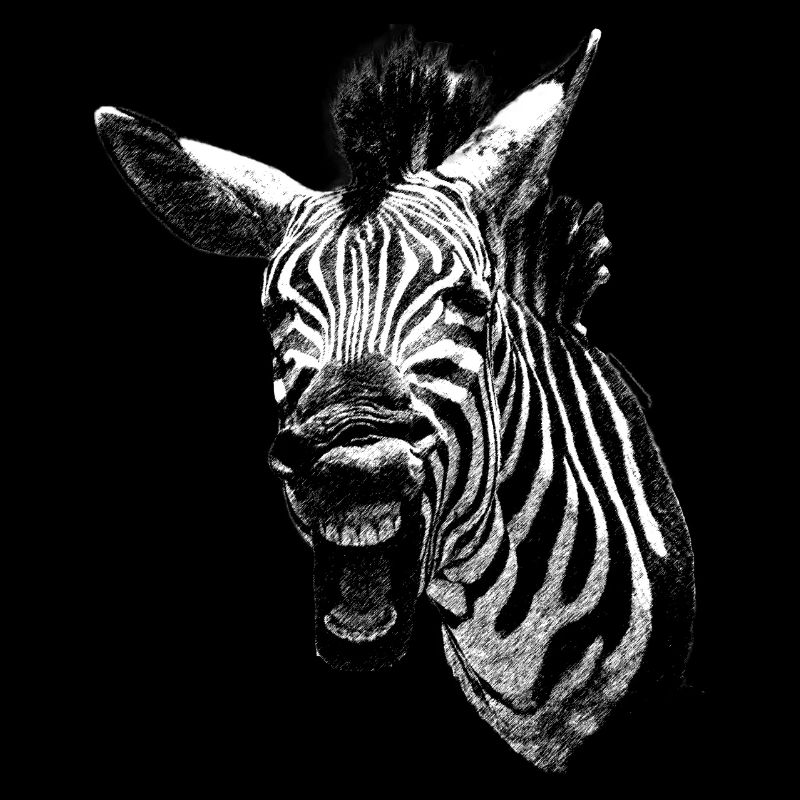 Grumpy Zebra