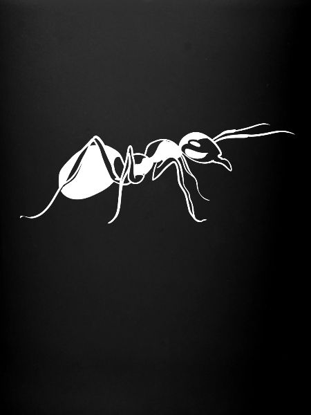 Ant