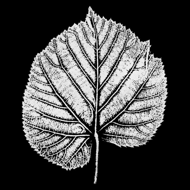 Feuille de tilleul / Feuille LINDE / Blanc