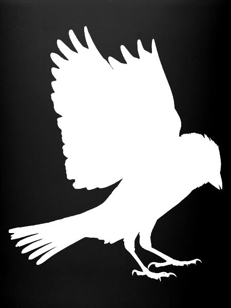 white sparrow