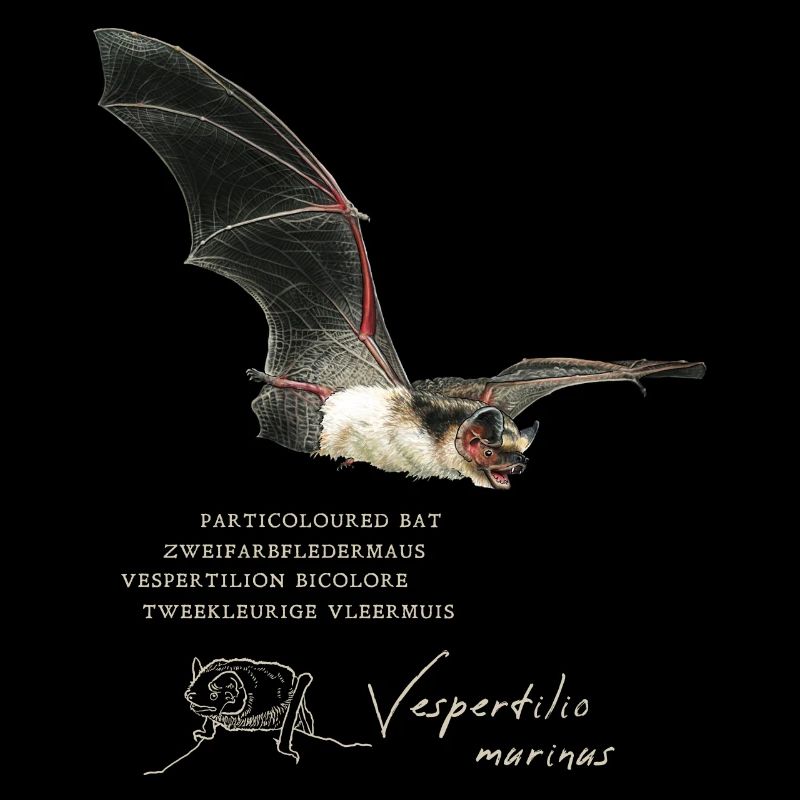 Parti-coloured bat