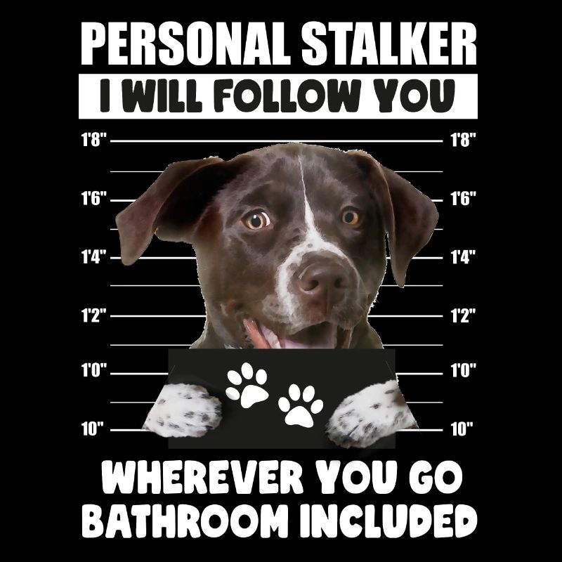 Persönlicher Stalker-Hund Deutsch Kurzhaar Pointer