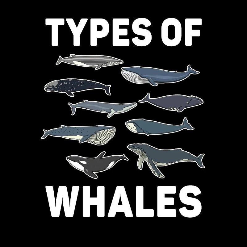 Types de baleines Whale Lovers Whales Espèces de baleines